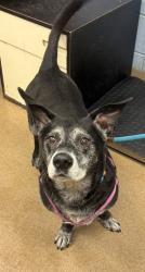 Shelter Stray Male Dog last seen Near San Gabriel Ave Decatur, 30032, 30032, GA, Atlanta, GA 30341