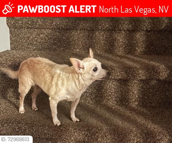 Lost Female Dog last seen Aliante and Deer Springs, North Las Vegas, NV 89084