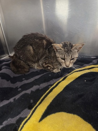 Shelter Stray Female Cat last seen N Marks Ave & W Belmont Ave, Fresno Zone Fresno CO 1A 93706, CA, Fresno, CA 93706