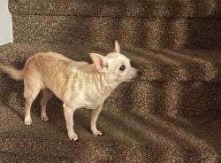 Lost Female Dog last seen Aliante and Deer Springs, North Las Vegas, NV 89084