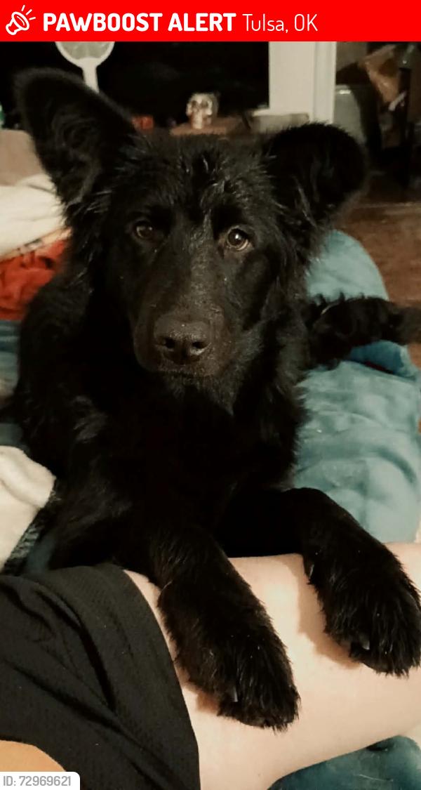 Lost Female Dog last seen The BOK CENTER and salvation army, Tulsa, OK 74103