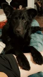 Lost Female Dog last seen The BOK CENTER and salvation army, Tulsa, OK 74103