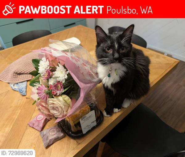 Lost Male Cat last seen Four corners gas station, poulsbo, Poulsbo, WA 98370