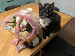 Lost Male Cat last seen Four corners gas station, poulsbo, Poulsbo, WA 98370