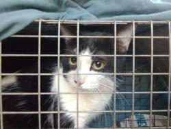 Found/Stray Unknown Cat last seen East Greenwood and Lansdowne ave, Lansdowne, PA 19050