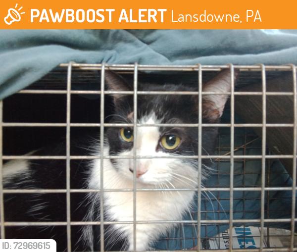 Found/Stray Unknown Cat last seen East Greenwood and Lansdowne ave, Lansdowne, PA 19050