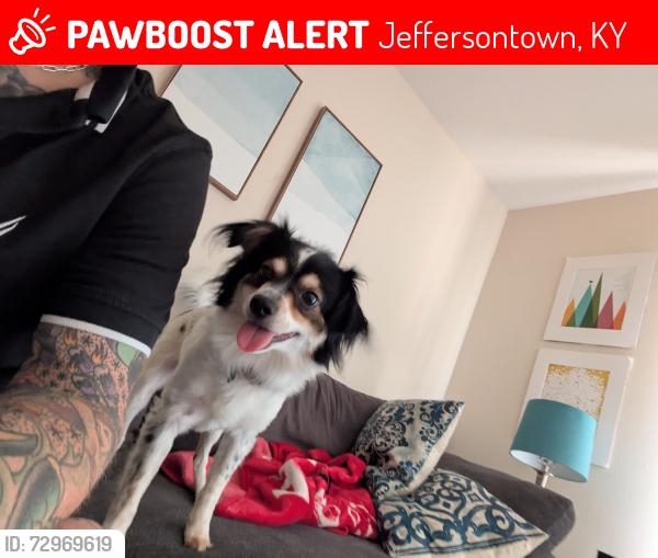 Lost Male Dog last seen Fourway intersection gaslight square sign entrance into jtown , Jeffersontown, KY 40299
