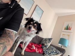 Lost Male Dog last seen Fourway intersection gaslight square sign entrance into jtown , Jeffersontown, KY 40299