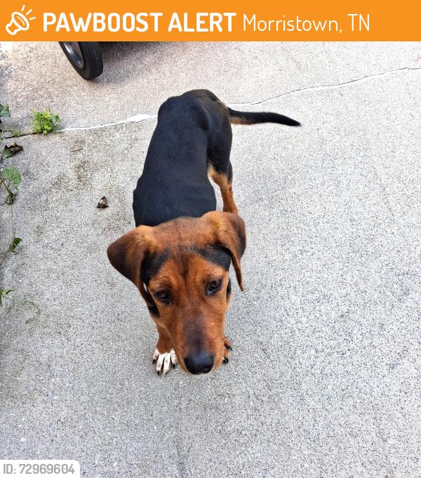 Found/Stray Male Dog last seen Old Stage Rd and Panther Creek Rd, Morristown, TN 37814