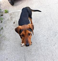 Found/Stray Male Dog last seen Old Stage Rd and Panther Creek Rd, Morristown, TN 37814