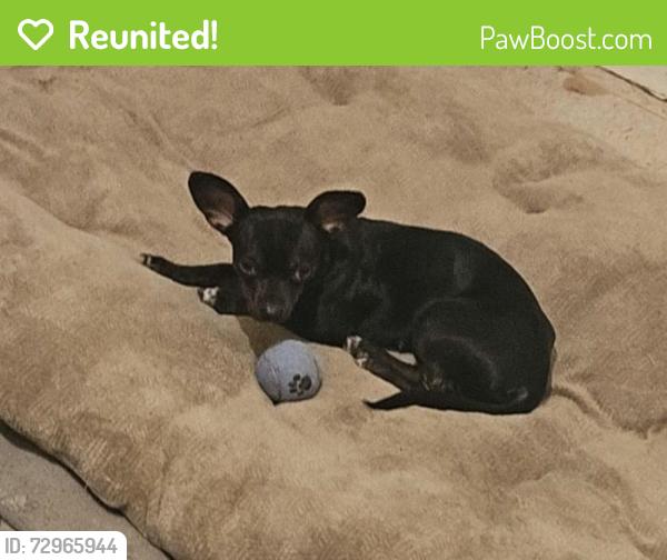 Reunited Female Dog last seen Martin st Naples Fl 34113, Naples Manor, FL 34113