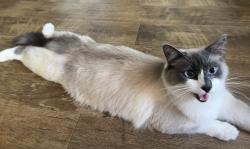 Reunited Male Cat last seen Near 165th Ave SW, Longbranch, WA 98351, USA, Longbranch, WA 98351