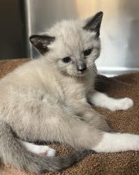Shelter Stray Female Cat last seen Near Missionary Ridge Drive, RALEIGH, NC, 27610, Raleigh, NC 27610