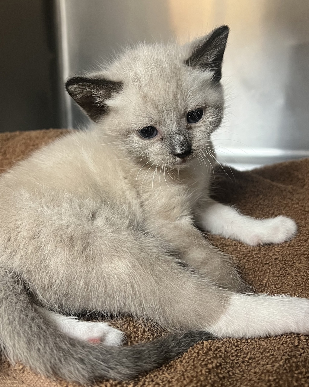 Shelter Stray Female Cat last seen Near Missionary Ridge Drive, RALEIGH, NC, 27610, Raleigh, NC 27610