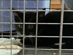 Shelter Stray Unknown Cat last seen Rockery Way, VIRGINIA BEACH, VA, 23455, Virginia Beach, VA 23451