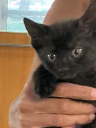 Shelter Stray Female Cat last seen Fordham Drive, VIRGINIA BEACH, VA, 23464, Virginia Beach, VA 23451
