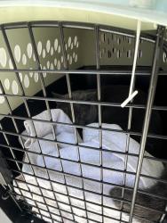 Shelter Stray Male Cat last seen Near Colonial Arms Circle, VIRGINIA BEACH, VA, 23454, Virginia Beach, VA 23451