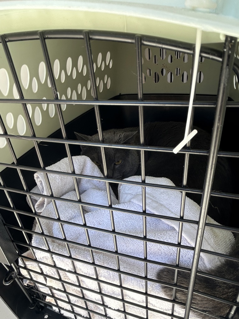Shelter Stray Male Cat last seen Near Colonial Arms Circle, VIRGINIA BEACH, VA, 23454, Virginia Beach, VA 23451