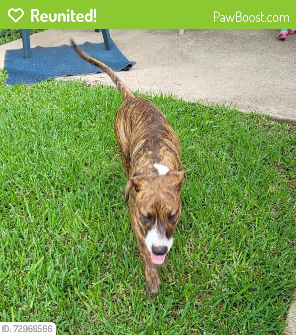 Reunited Male Dog last seen Henry Ct, Arlington, TX 76017, USA, Arlington, TX 76017