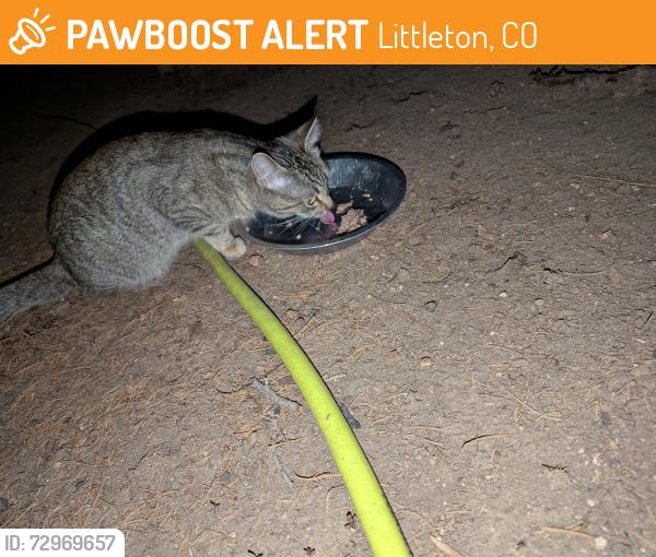 Found/Stray Unknown Cat last seen Canyon trail and Depew, Littleton, CO 80128
