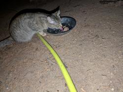 Found/Stray Unknown Cat last seen Canyon trail and Depew, Littleton, CO 80128