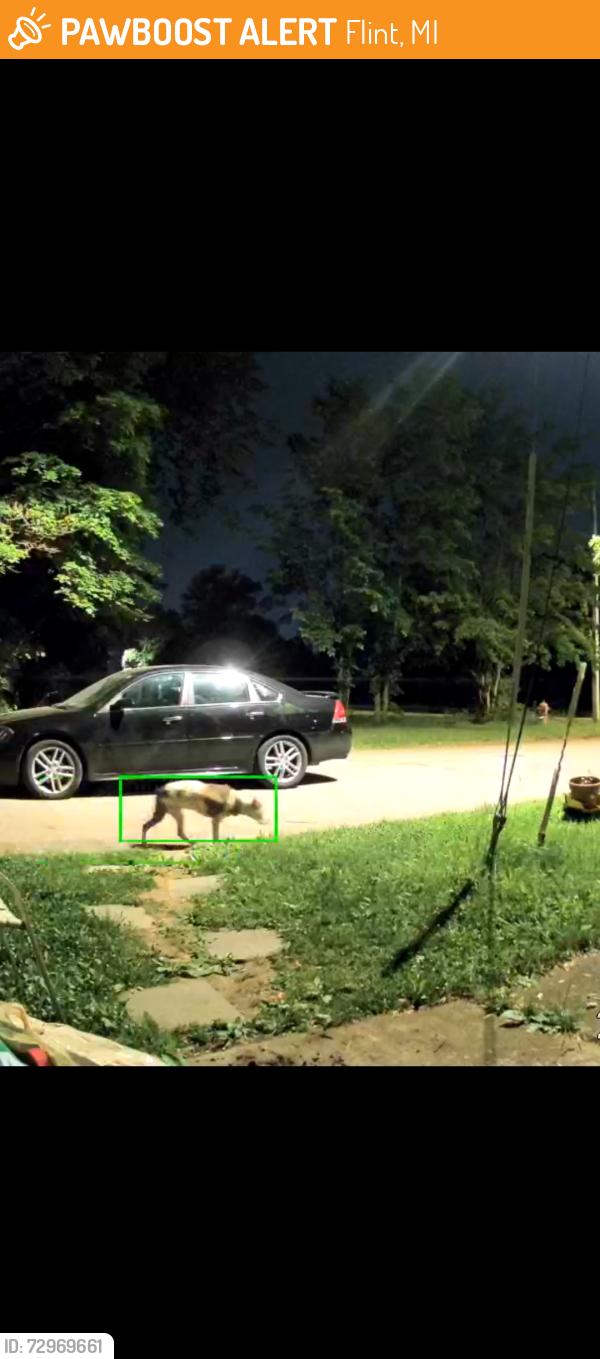 Found/Stray Male Dog last seen Oakley and orville, Flint, MI 48503