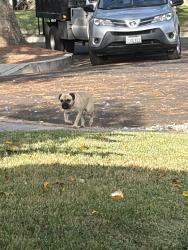 Found/Stray Unknown Dog last seen Sophia and tupper, Los Angeles, CA 91343