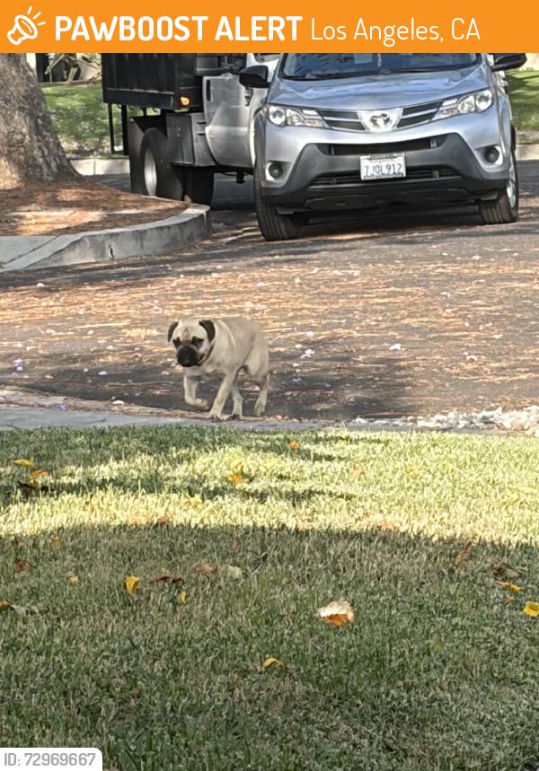 Found/Stray Unknown Dog last seen Sophia and tupper, Los Angeles, CA 91343