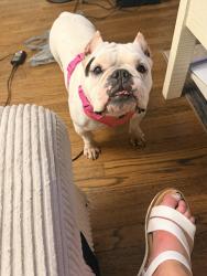 Reunited Female Dog last seen Ashland terrace, Chattanooga, TN 37415