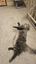 Lost Male Cat last seen 1300th and vine field, Murray, UT 84121