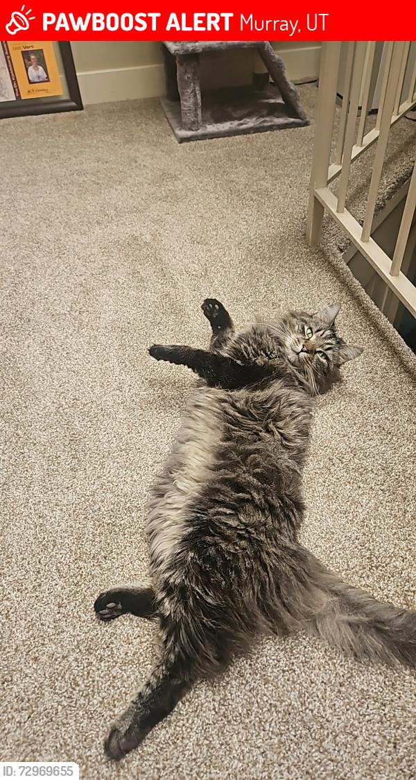 Lost Male Cat last seen 1300th and vine field, Murray, UT 84121