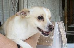 Reunited Male Dog last seen 11th Ave and 18th St, Tucson, AZ 85701