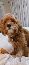 Lost Male Dog last seen Wyndtree Blv  Trinity,  FL, 34655, Trinity, FL 34655