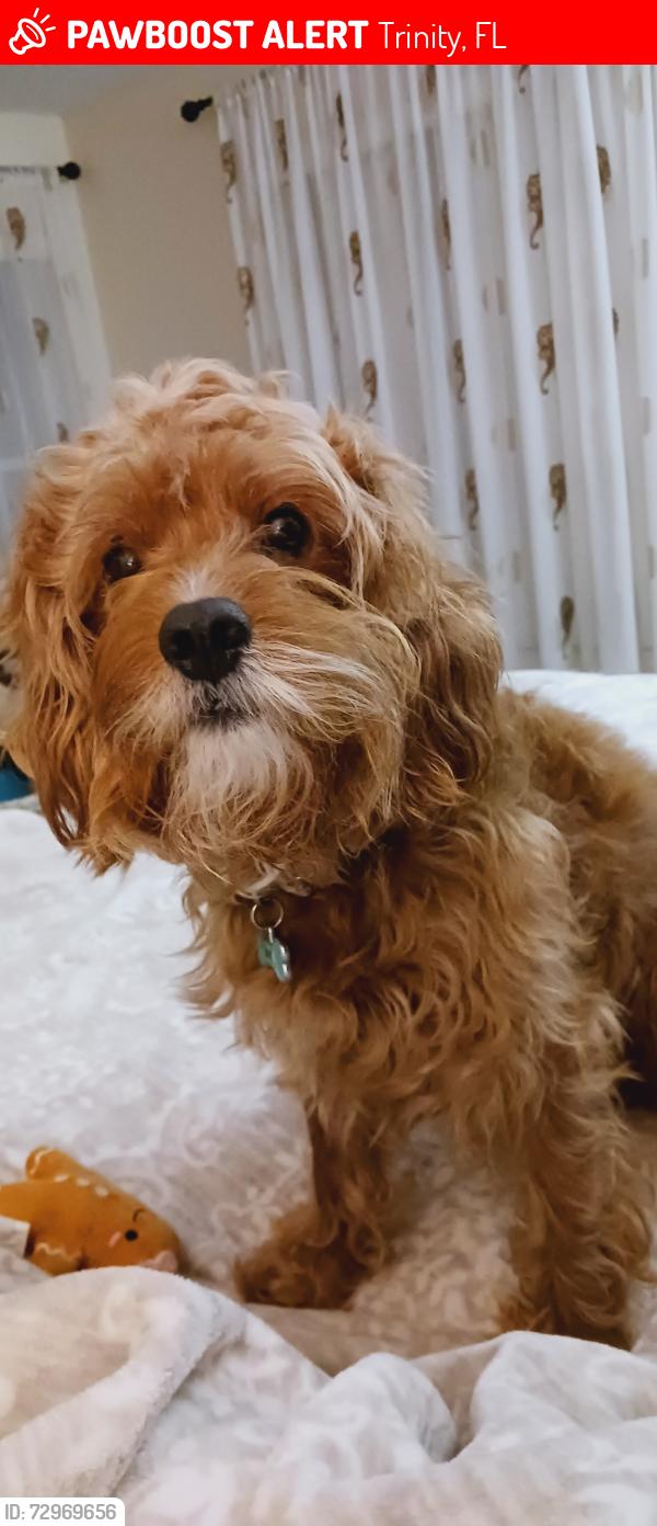 Lost Male Dog last seen Wyndtree Blv  Trinity,  FL, 34655, Trinity, FL 34655