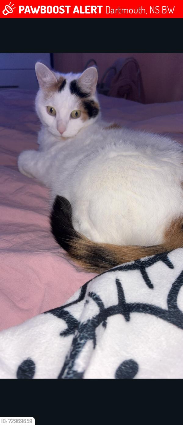 Lost Female Cat last seen Everest street, southwoodside school, Dartmouth, NS B2W