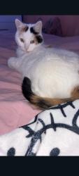Lost Female Cat last seen Everest street, southwoodside school, Dartmouth, NS B2W