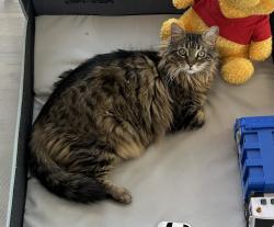 Reunited Female Cat last seen Golden Eagle Dr and Painted Cliff Dr, Reno, NV 89523