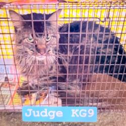Shelter Stray Male Cat last seen , Philadelphia, PA 19140