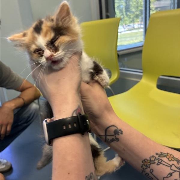 Shelter Stray Female Cat last seen , Greensboro, NC 27409