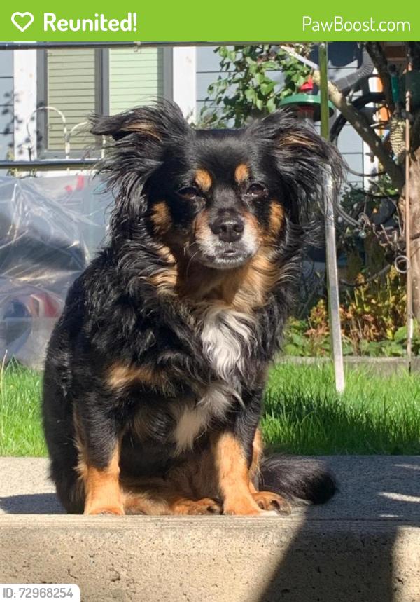 Reunited Female Dog last seen Rupert Street and 54th Avenue Vancouver , Vancouver, BC V5S 2Z6