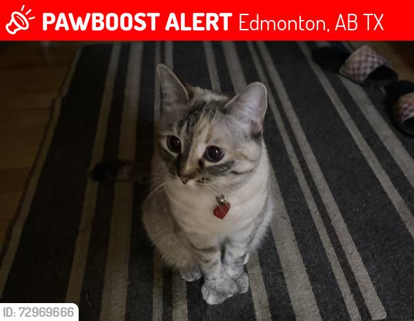 Lost Female Cat last seen 28st sw edmonton alberta and alces drive sw, Edmonton, AB T6X