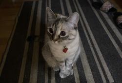 Lost Female Cat last seen 28st sw edmonton alberta and alces drive sw, Edmonton, AB T6X