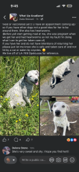 Lost Female Dog last seen Faith Dr and Deprimo lane, Opelousas, LA 70570