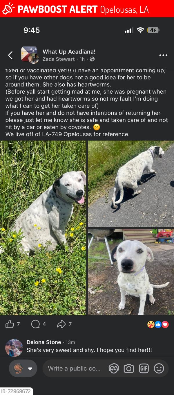 Lost Female Dog last seen Faith Dr and Deprimo lane, Opelousas, LA 70570