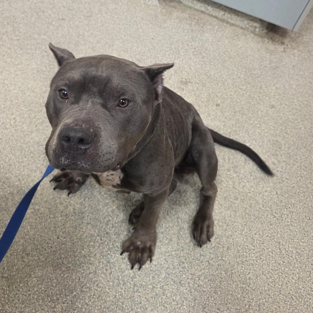 Shelter Stray Female Dog last seen , Jacksonville, FL 32216