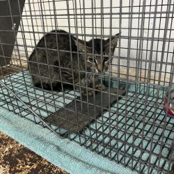Shelter Stray Female Cat last seen , Lake Jackson, TX 77566