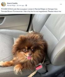 Reunited Female Dog last seen Dengar Ave & Ronlin St, Haines City, FL 33844