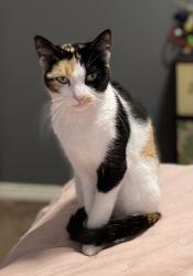 Reunited Female Cat last seen Cliffrock road in eaglecrest neighborhood, Nampa, ID 83651