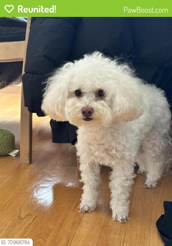 Reunited Female Dog last seen hse , San Jose, CA 95132