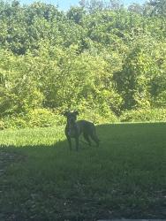 Found/Stray Female Dog last seen alvista sterling palms, Brandon, FL 33511